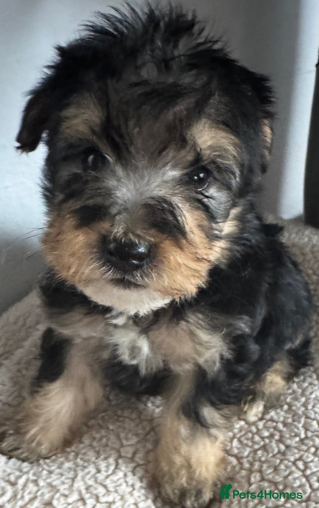 Jackapoo dogs for sale: Stunning Jackapoo pups  - Image 1