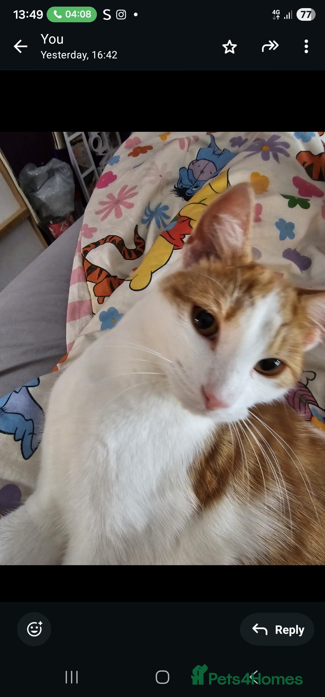 Mixed Breed cats for sale: Male 1 yr old cat - Advert 2