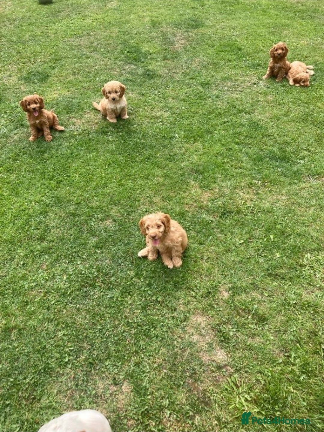 Cockapoo dogs for sale: Cockapoo puppies  - Image 12
