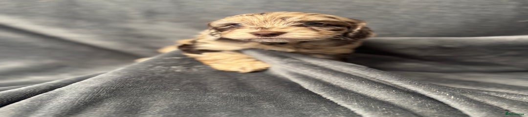 Cockapoo Puppy 4
