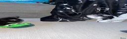 Mixed Breed cats for sale: Two male kittens - Advert 4