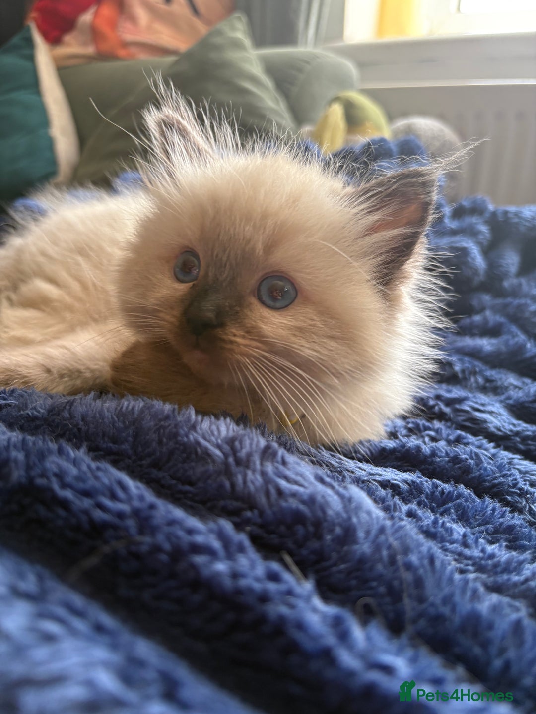 Ragdoll cats for sale: Beautiful Ragdoll Kittens 2 boys 2 girls 😍 - Advert 15