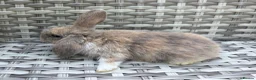 Mini Lop rabbits for sale: Pure bred mini lops - Advert 23