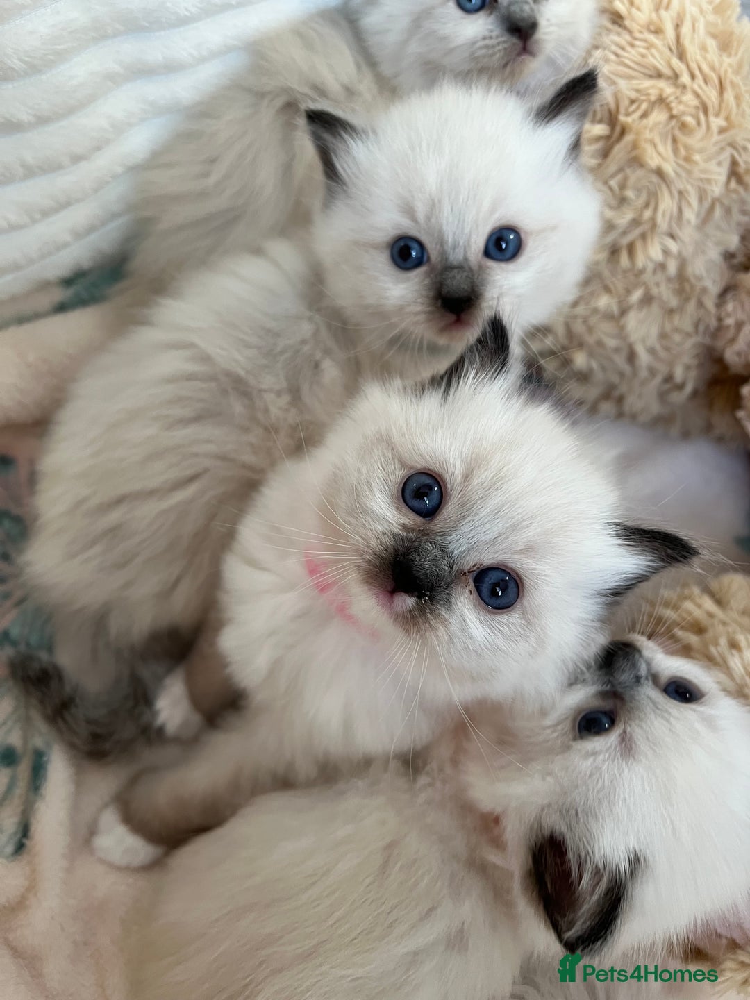Ragdoll cats for sale: Seal Mitted Ragdoll babies, 4 girls 1 boy - Image 13