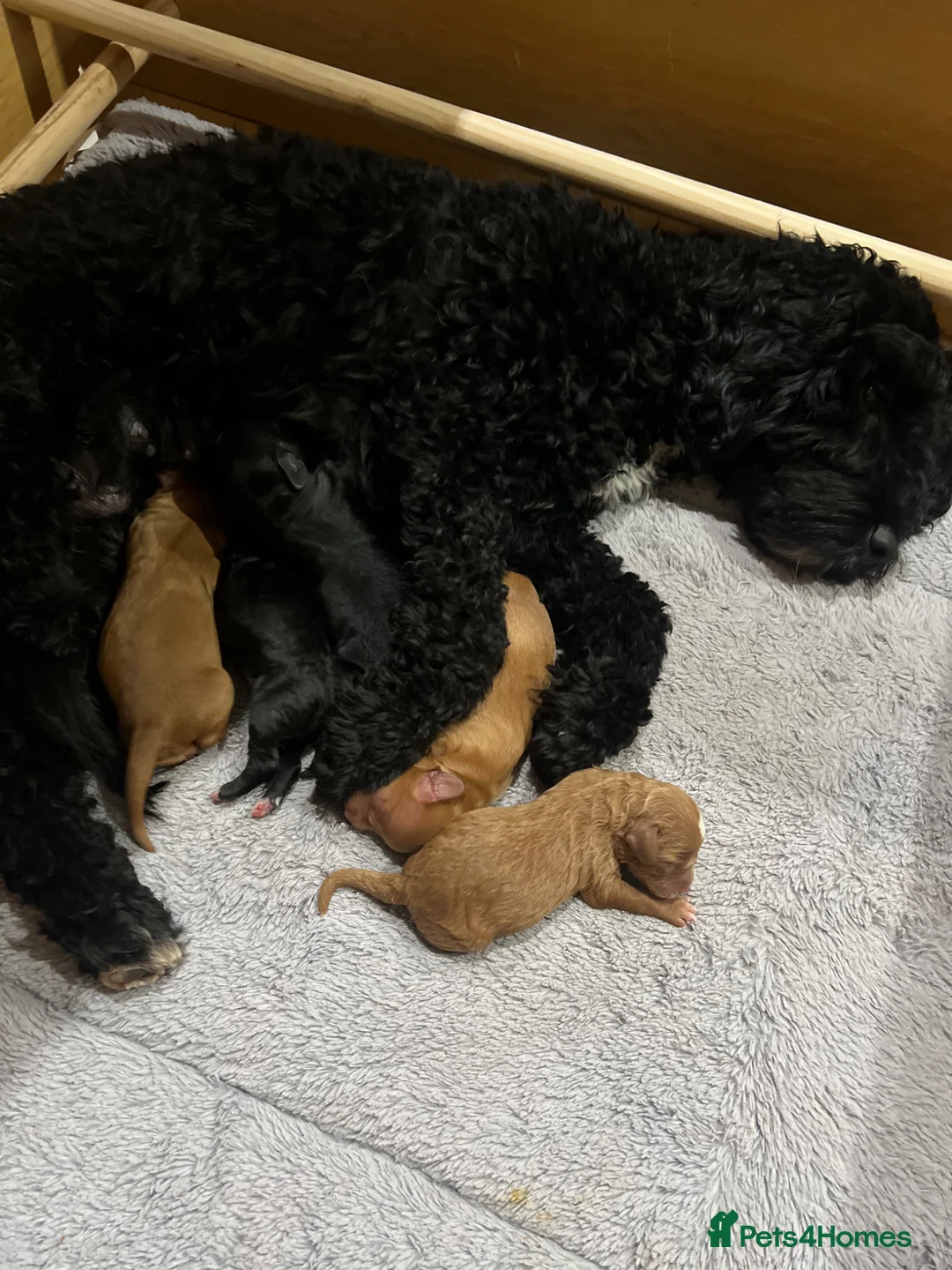 Mixed Breed dogs for sale: Cockapoo x springer (sprocker) - Advert 2