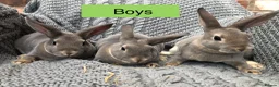 Rex rabbits for sale: Beautiful velvet mini Rex & Rex rabbits - Advert 12