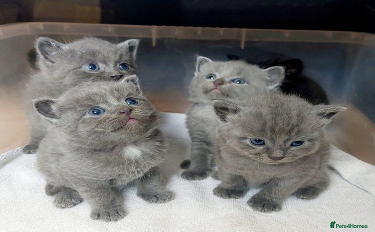 British Shorthair cats - Advert 3