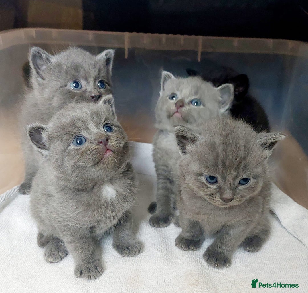 British Shorthair cats for sale: Starsky & Hutch ready for their forever home - Image 1