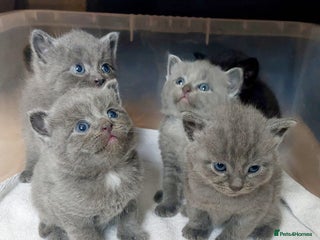 British Shorthair cats - Advert 13
