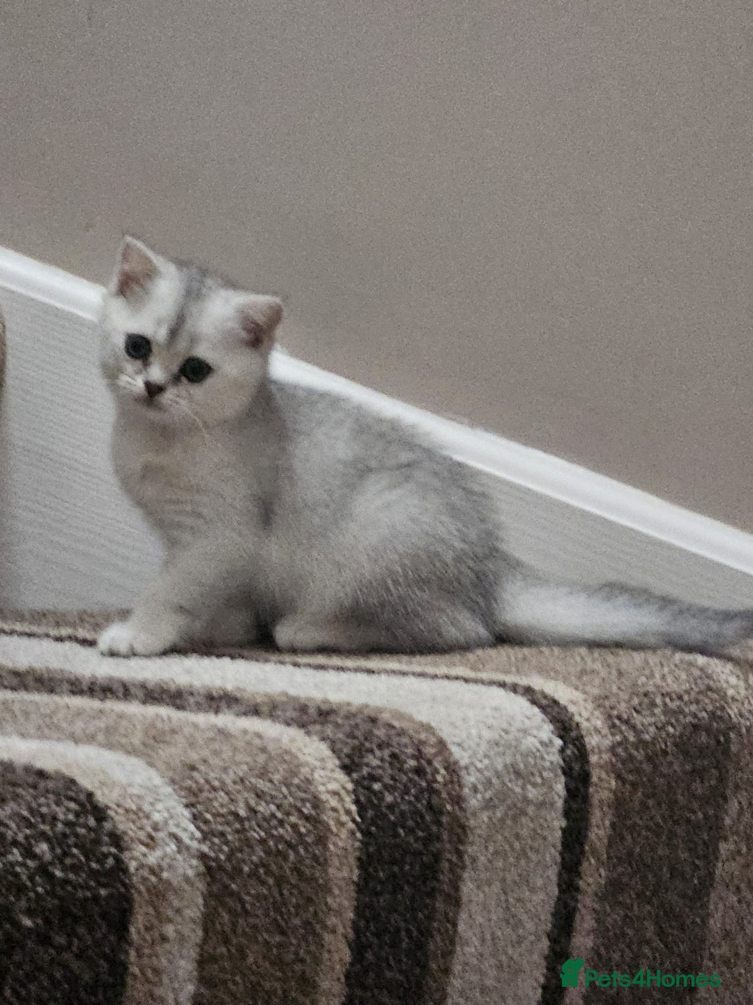 British Shorthair cats for sale: 4 British Short-hair kittens ready for new home💓 - Image 19