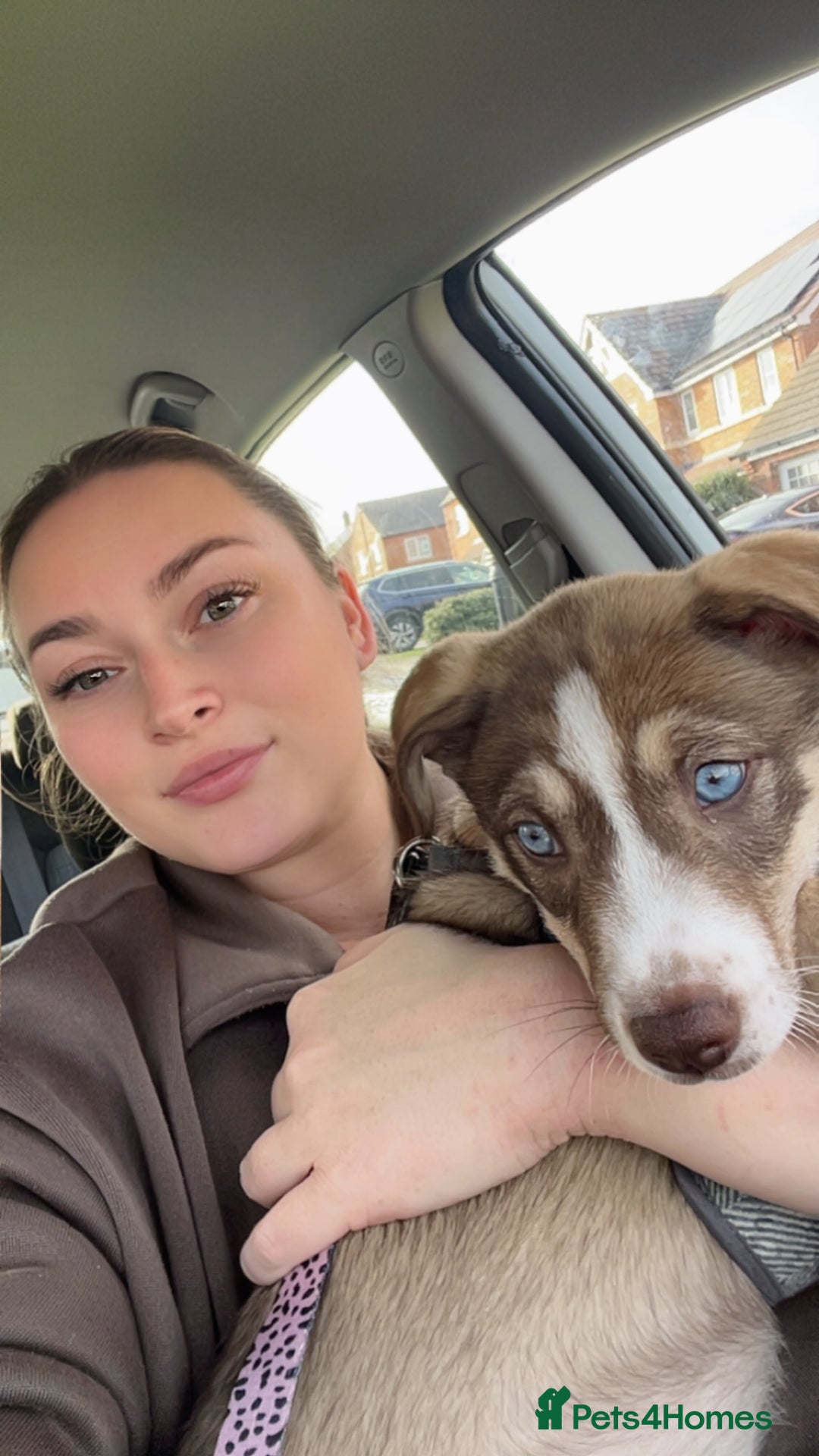 Mixed Breed dogs for sale: Husky cross (named Toffie) - Advert 10