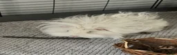 Guinea Pig rodents for sale: Lunk guinea pig for rehoming  - Advert 1
