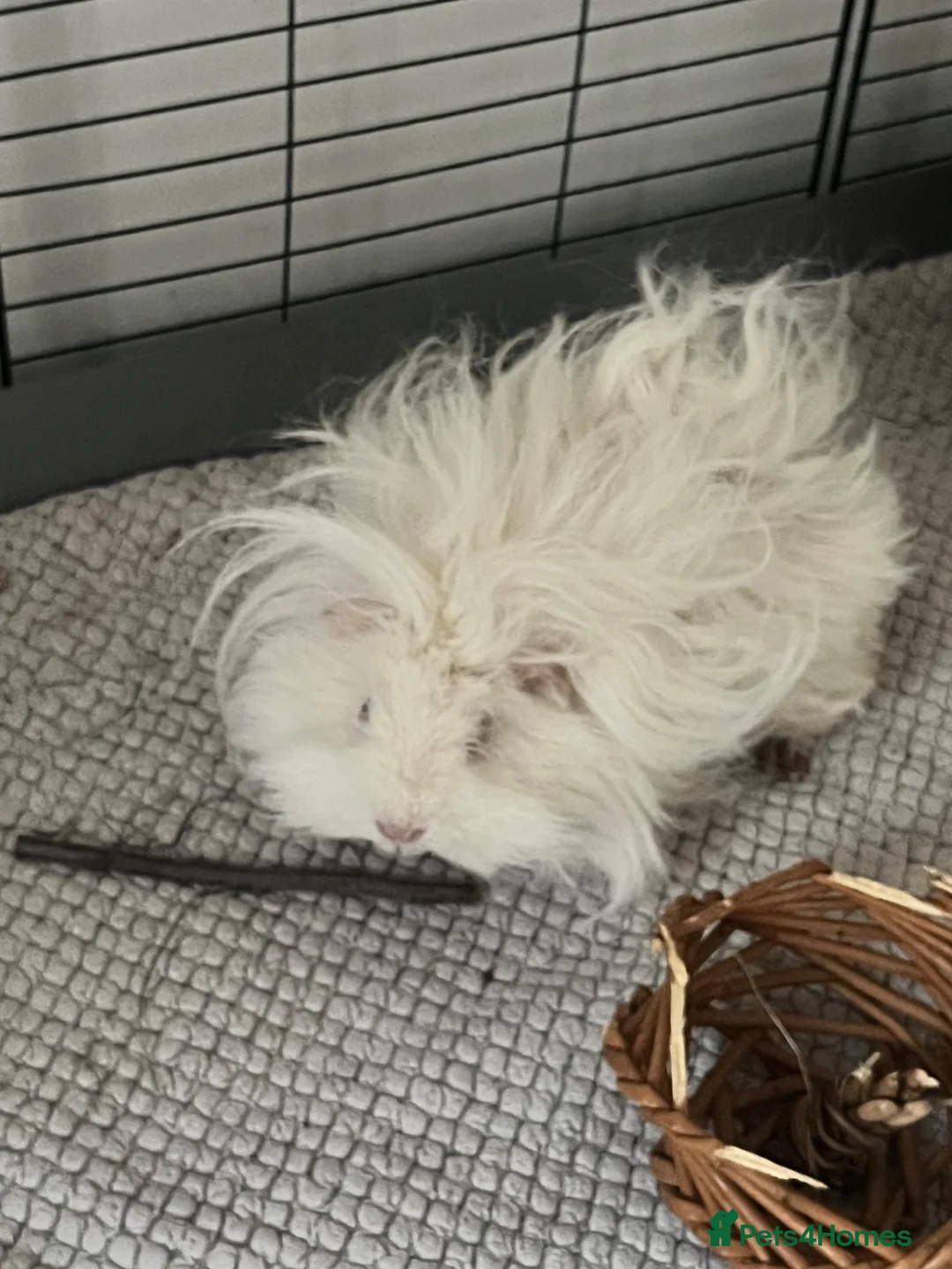 Guinea Pig rodents for sale: Lunk guinea pig for rehoming  - Advert 1