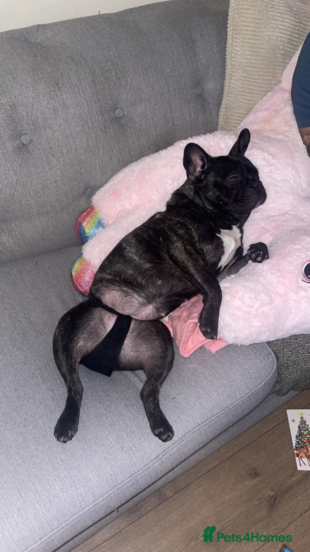 French Bulldog dogs for sale: Olive the 3 year old frenchie!  - Advert 3