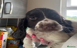 English Springer Spaniel dogs for sale: KC Registered English Springer Spaniel Puppies - Image 16