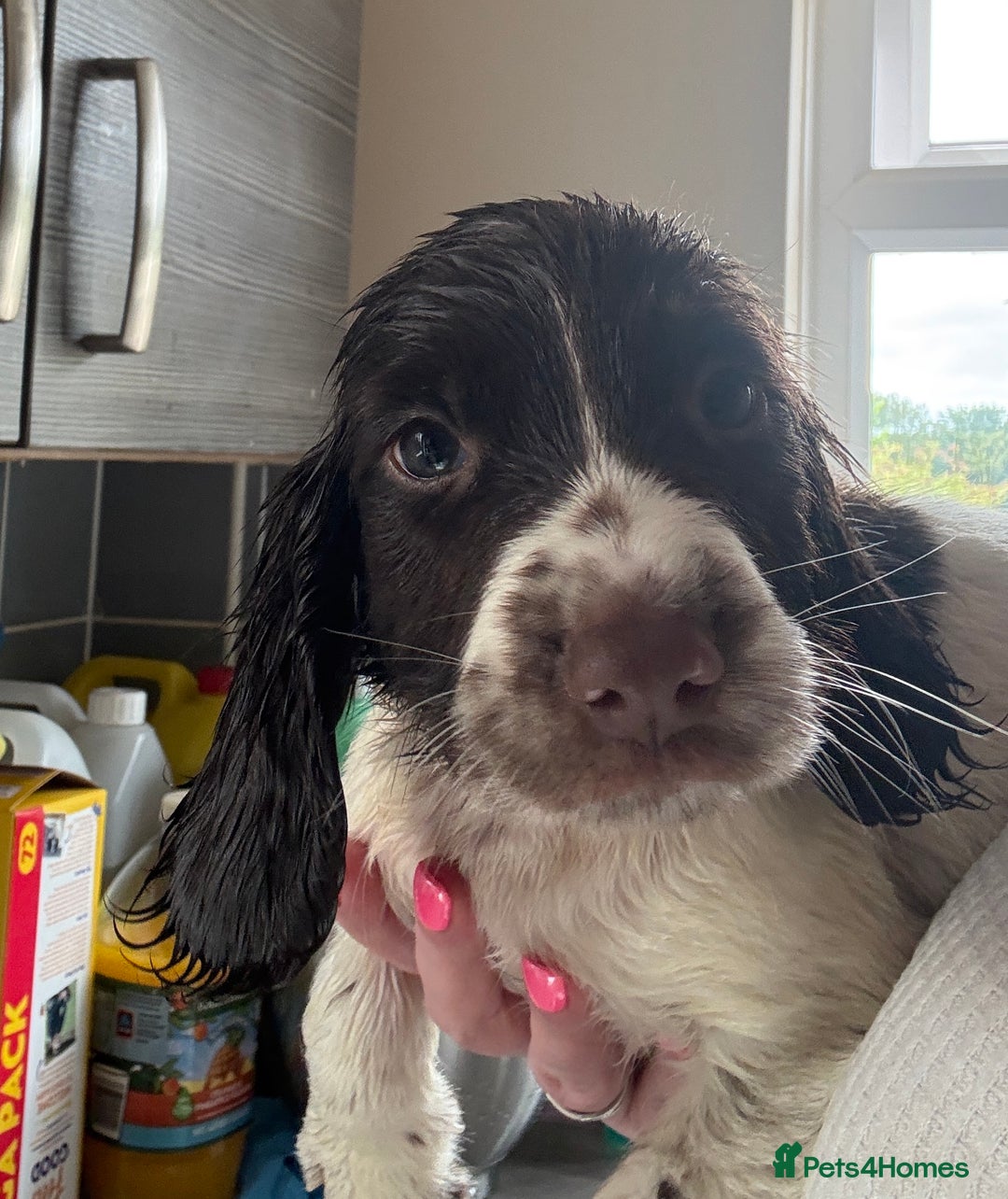 English Springer Spaniel dogs for sale: KC Registered English Springer Spaniel Puppies - Image 16