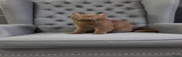 British Shorthair cats for sale: Beautiful British Shorthair kittens. in Stanford-le-Hope - Advert 32