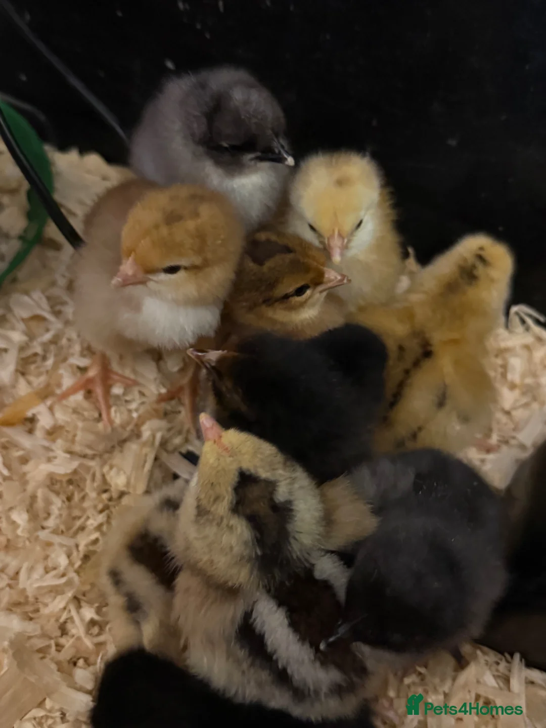 Chickens poultry for sale: Day old chicks - mixed breeds in Newark - Advert 2