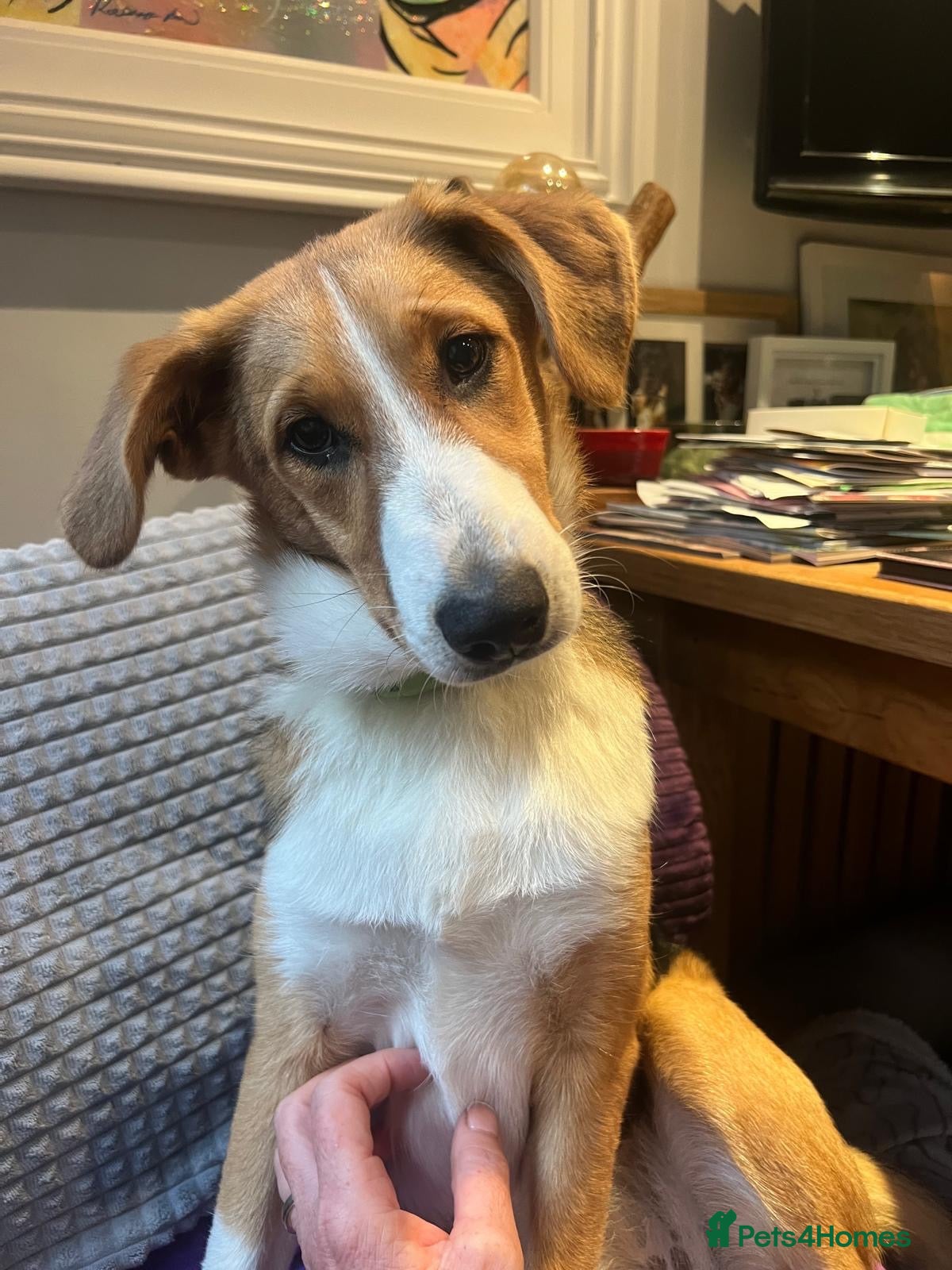 Mixed Breed dogs Sweet Meg needs her family  - Advert 3