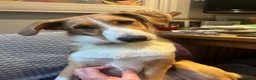 Mixed Breed dogs for sale: Sweet Meg needs her family  - Advert 1