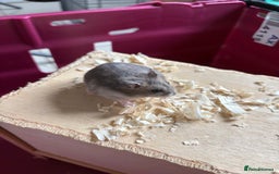 Hamster rodents for sale: Female winter white dwarf hamsters - Image 4