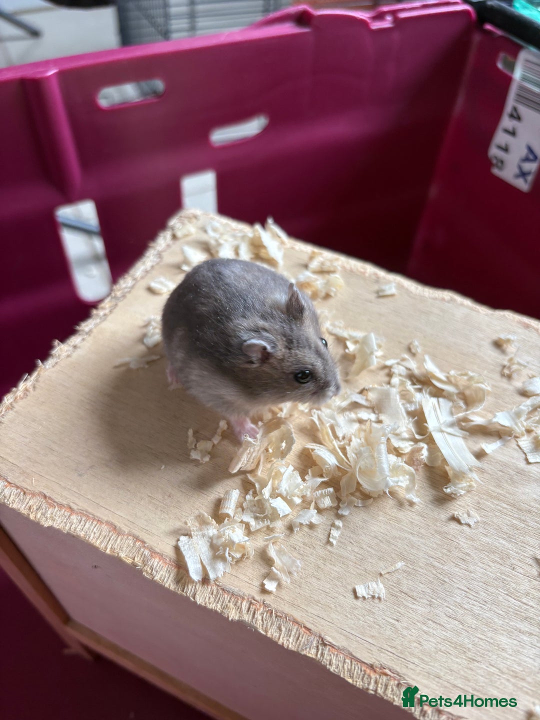 Hamster rodents for sale: Female winter white dwarf hamsters - Image 4
