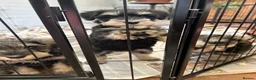 Miniature Schnauzer dogs for sale: Beautiful Miniature Schnauzer Puppies For Sale - Advert 4