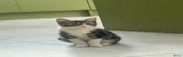 Mixed Breed cats for sale: 🐾 Push Pop & Mouse  - Advert 4