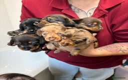 Mixed Breed dogs for sale: Dorkie puppies - Image 8