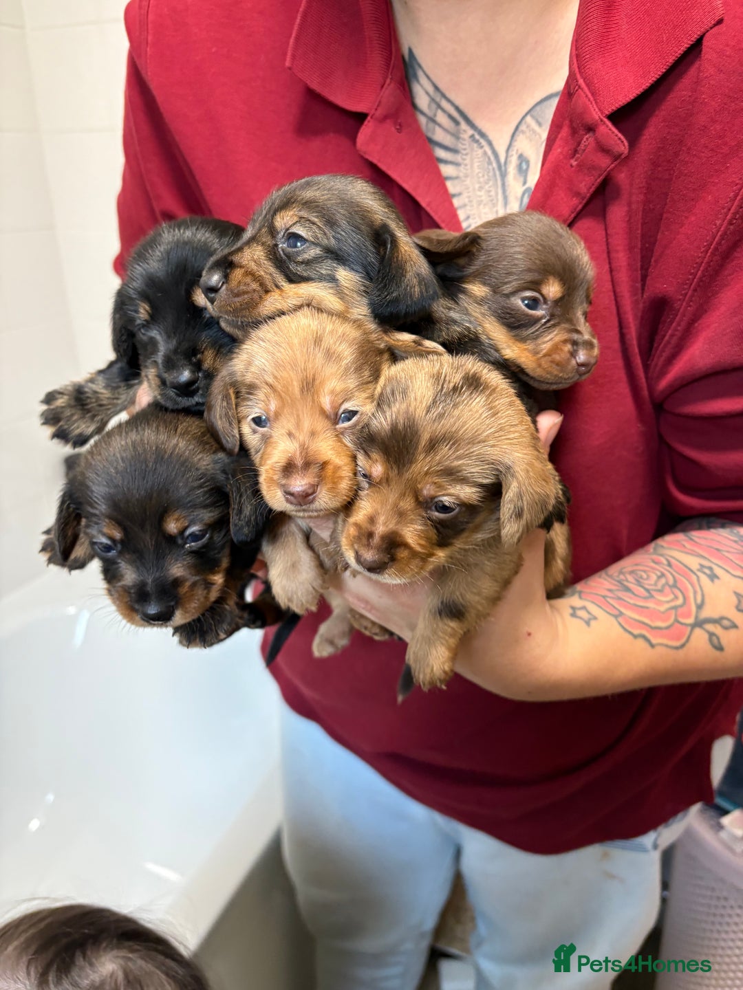 Mixed Breed dogs for sale: Dorkie puppies - Image 8