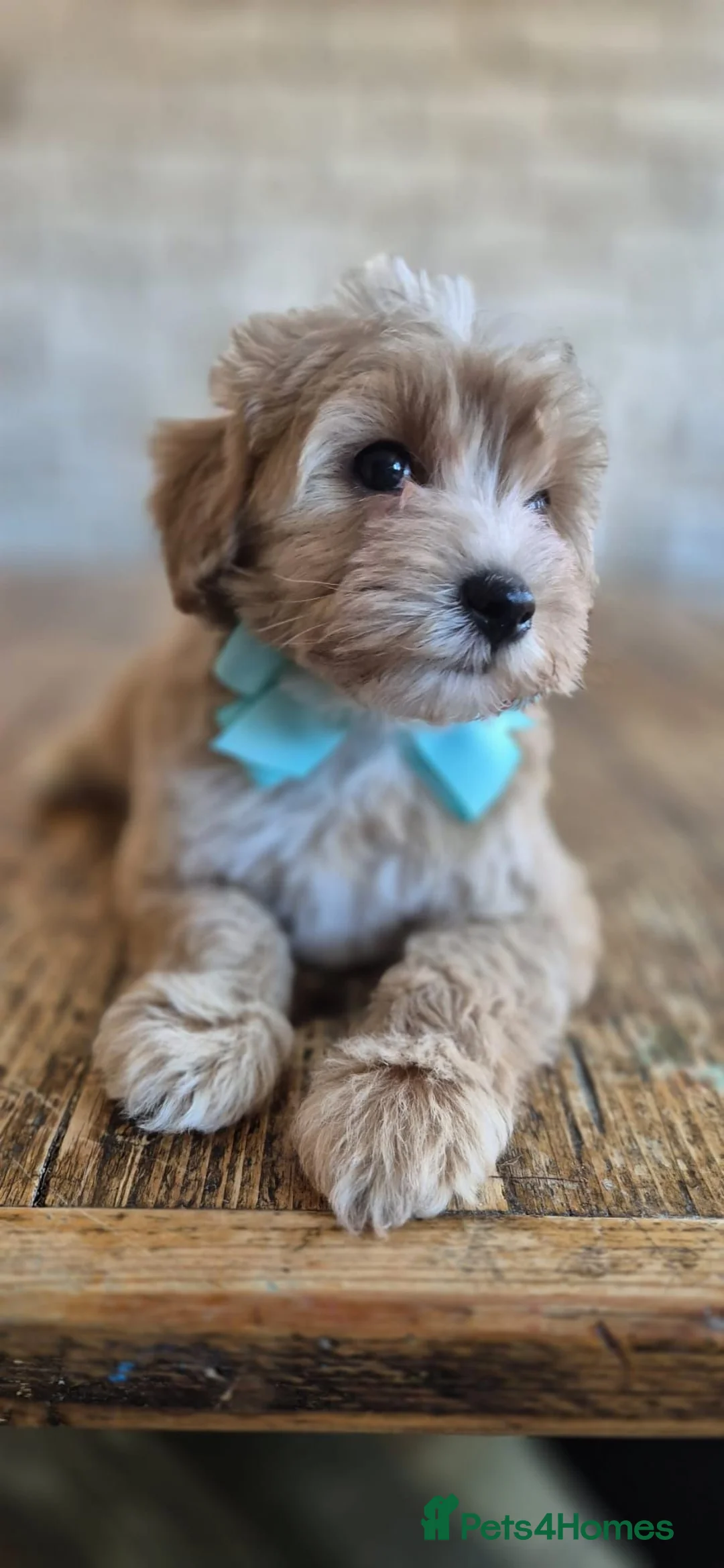 Maltipoo dogs for sale: 💚 Handsome Green Boy Maltipoo💚 - Advert 2