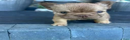 French Bulldog dogs for sale: Fluffy Frenchies  - Advert 26