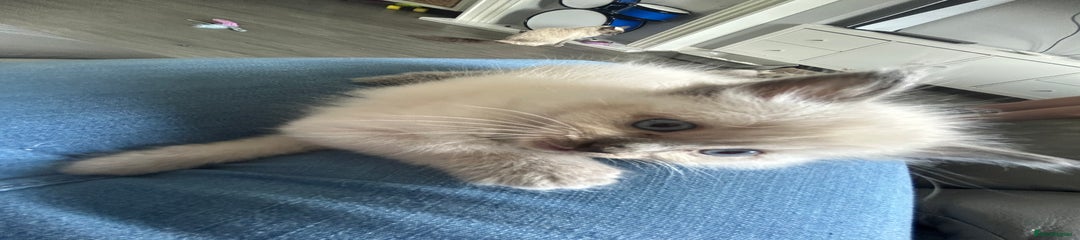 Ragdoll Kitten 2