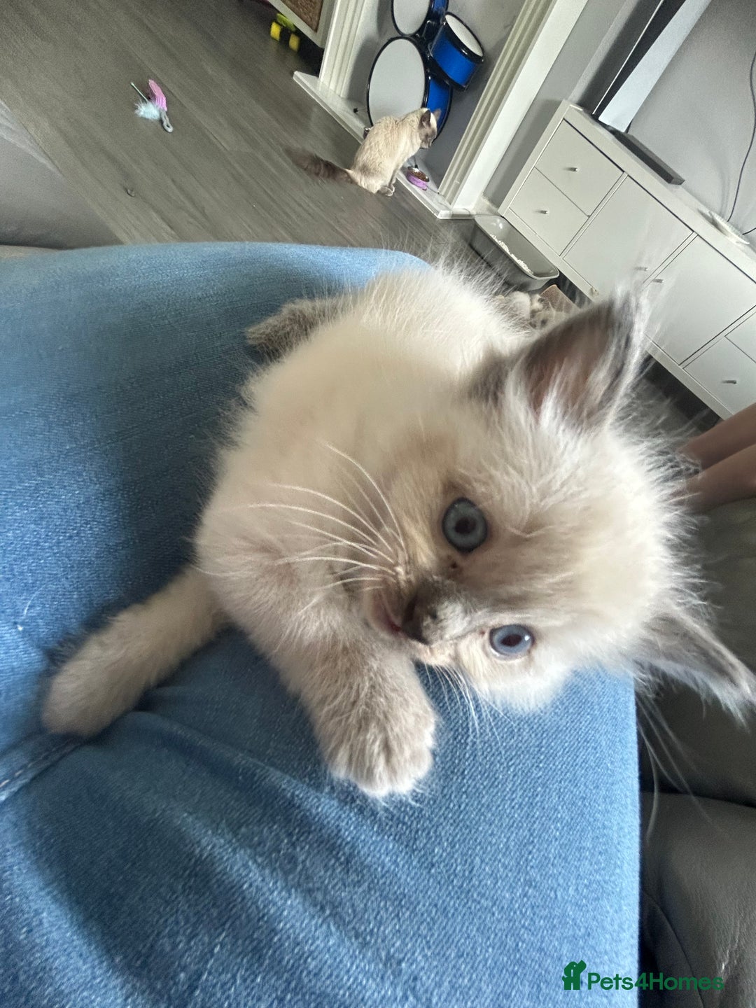 Ragdoll cats for sale: Gorgeous blue point ragdoll kittens (1F & 2M left) - Image 9