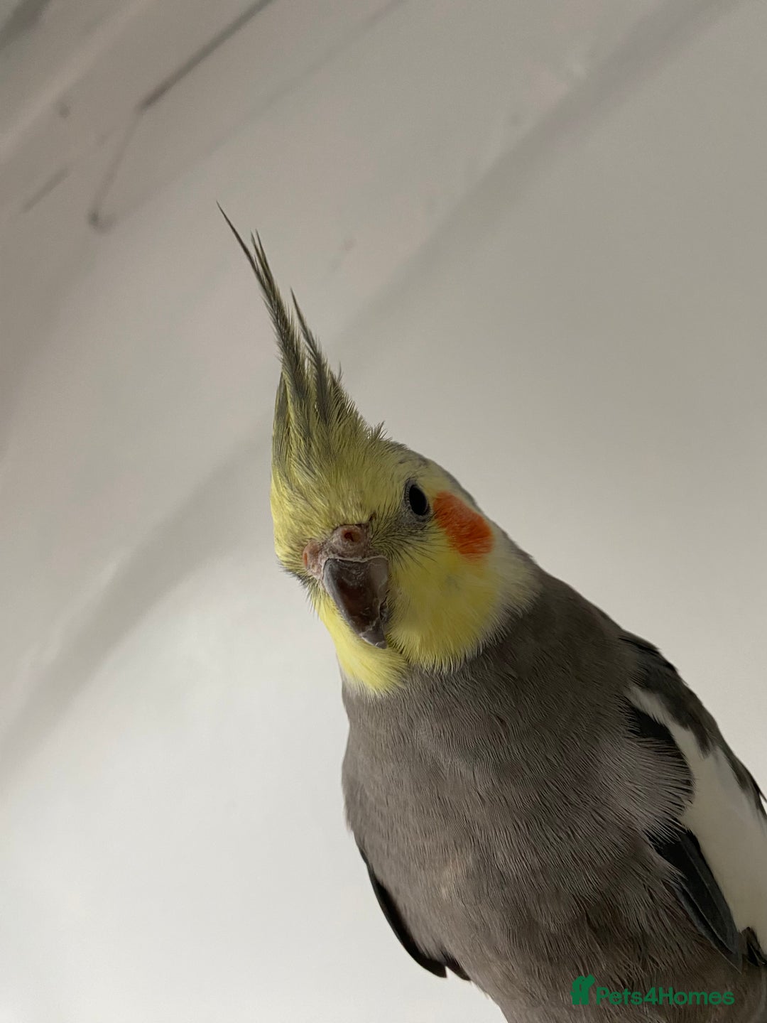 Cockatiels birds for sale: hand tamed cockatiel  - Advert 4