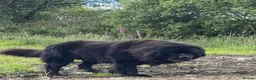 Newfoundland dogs for sale: Three Beautiful Pedigree Newfoundland Puppies  - Advert 6
