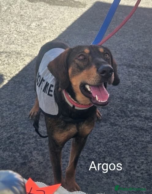 Mixed Breed dogs Argos the true gent  - Advert 2