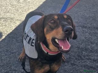 Mixed Breed dogs Argos the true gent - Advert 16