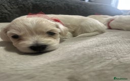 Bichon Frise dogs for sale: Beautiful Puppies Looking for Their Forever Homes! - Image 4