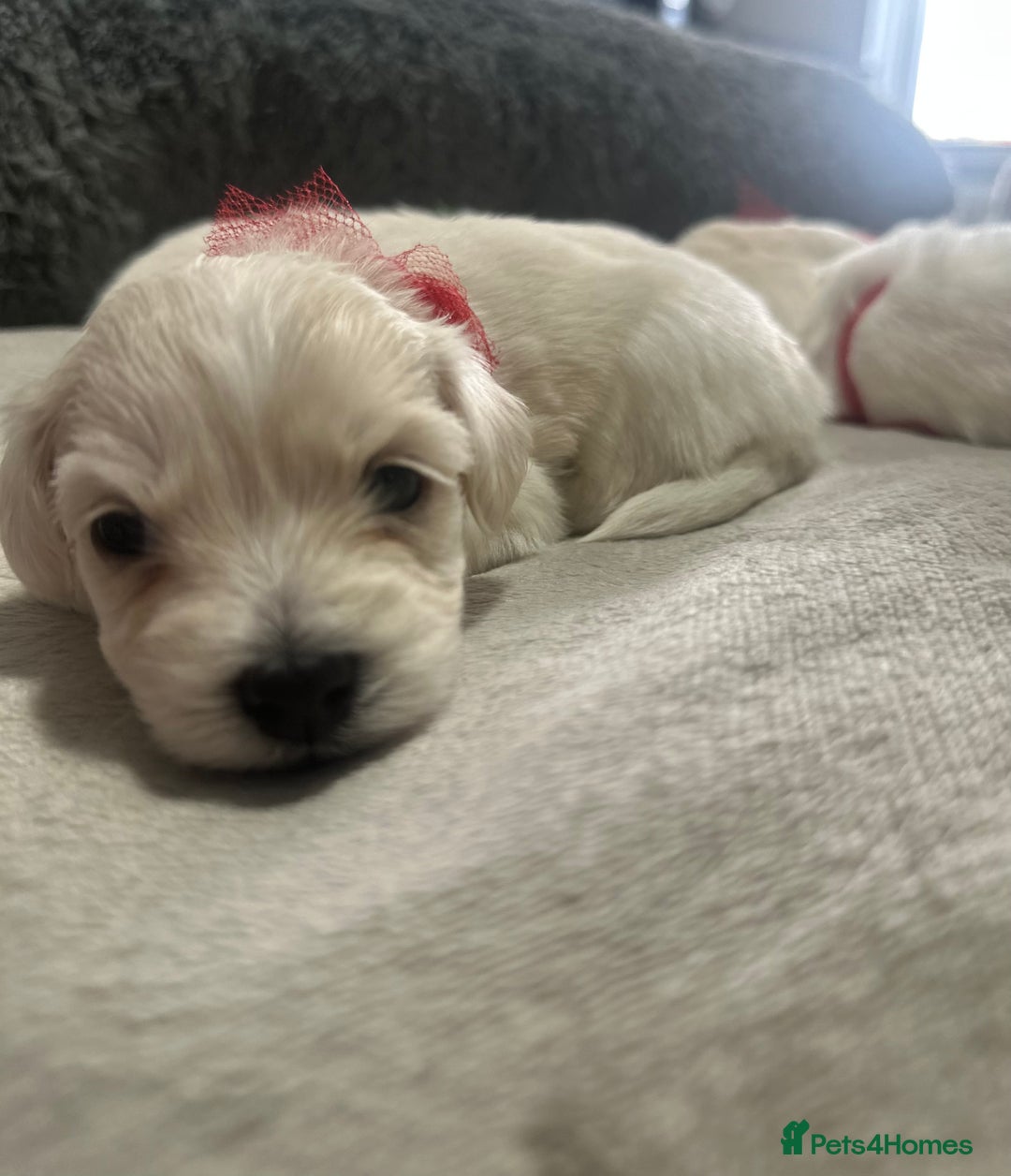 Bichon Frise dogs for sale: Beautiful Puppies Looking for Their Forever Homes! - Image 4