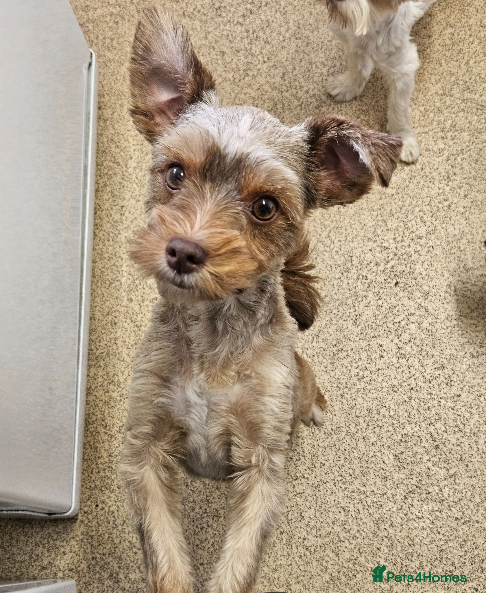 Yorkshire Terrier dogs Chocolate and Red colour female available  - Advert 8