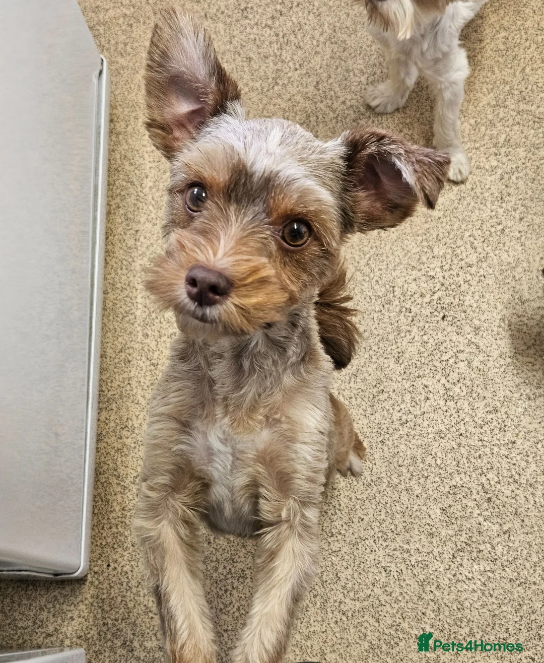 Yorkshire Terrier dogs for sale: 🤎🧡 Chocolate and Red colour female available  - Advert 1