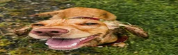 Mixed Breed dogs for sale: Corkie pups - Advert 1
