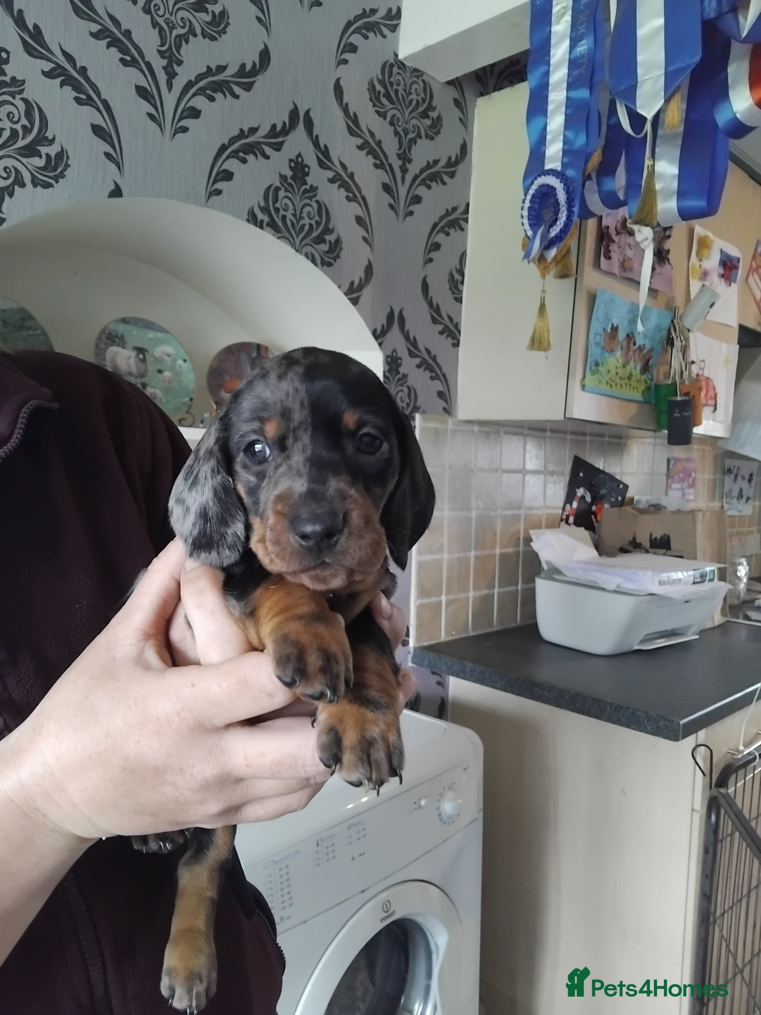 Miniature Dachshund dogs Miniature dachshund puppies  - Advert 1