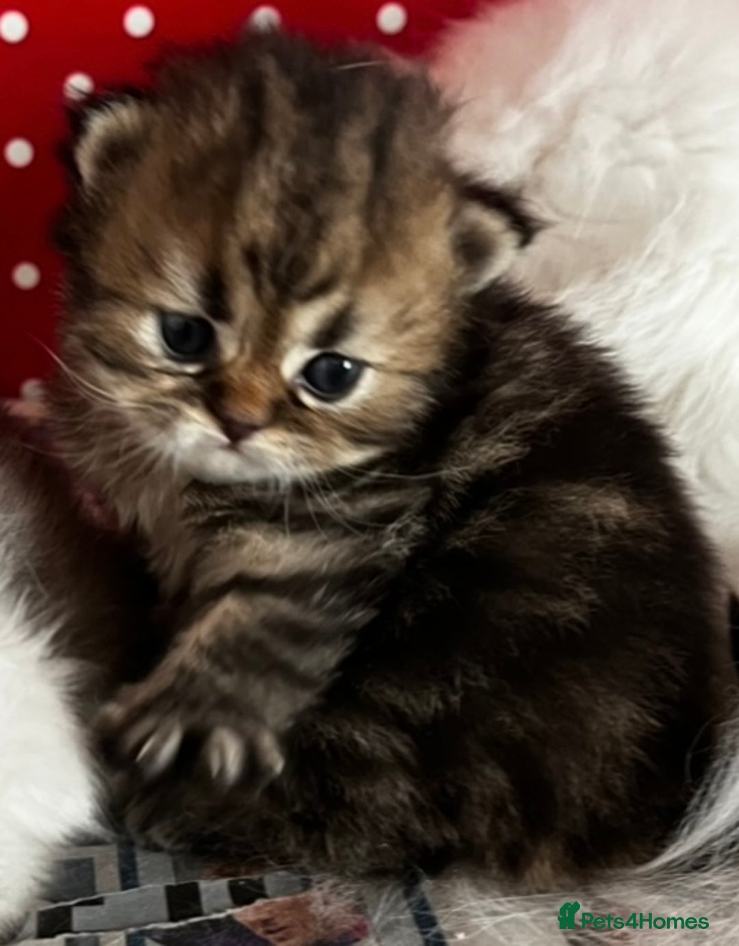 Persian cats for sale: persian chinchilla kittens  - Image 3