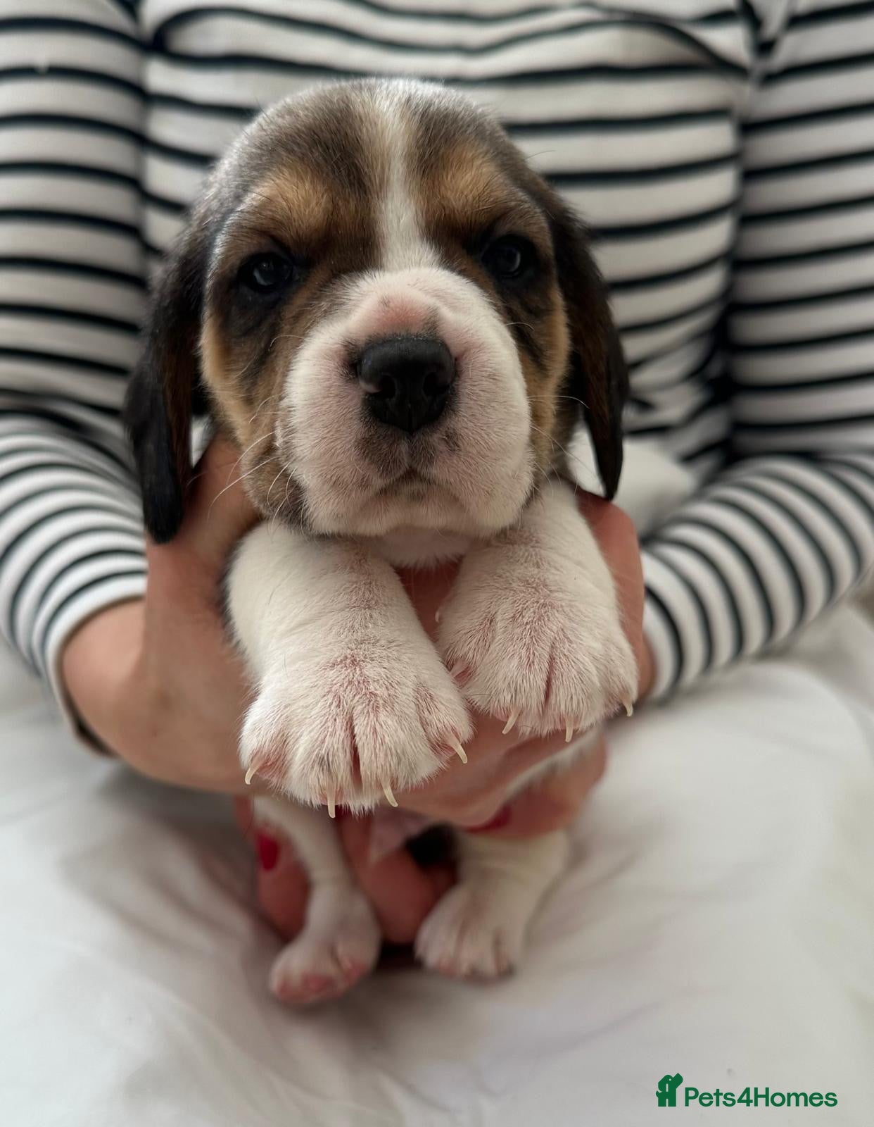 Beagle dogs Charterwood/Duffose Show win Kc registered, ,,   - Advert 6