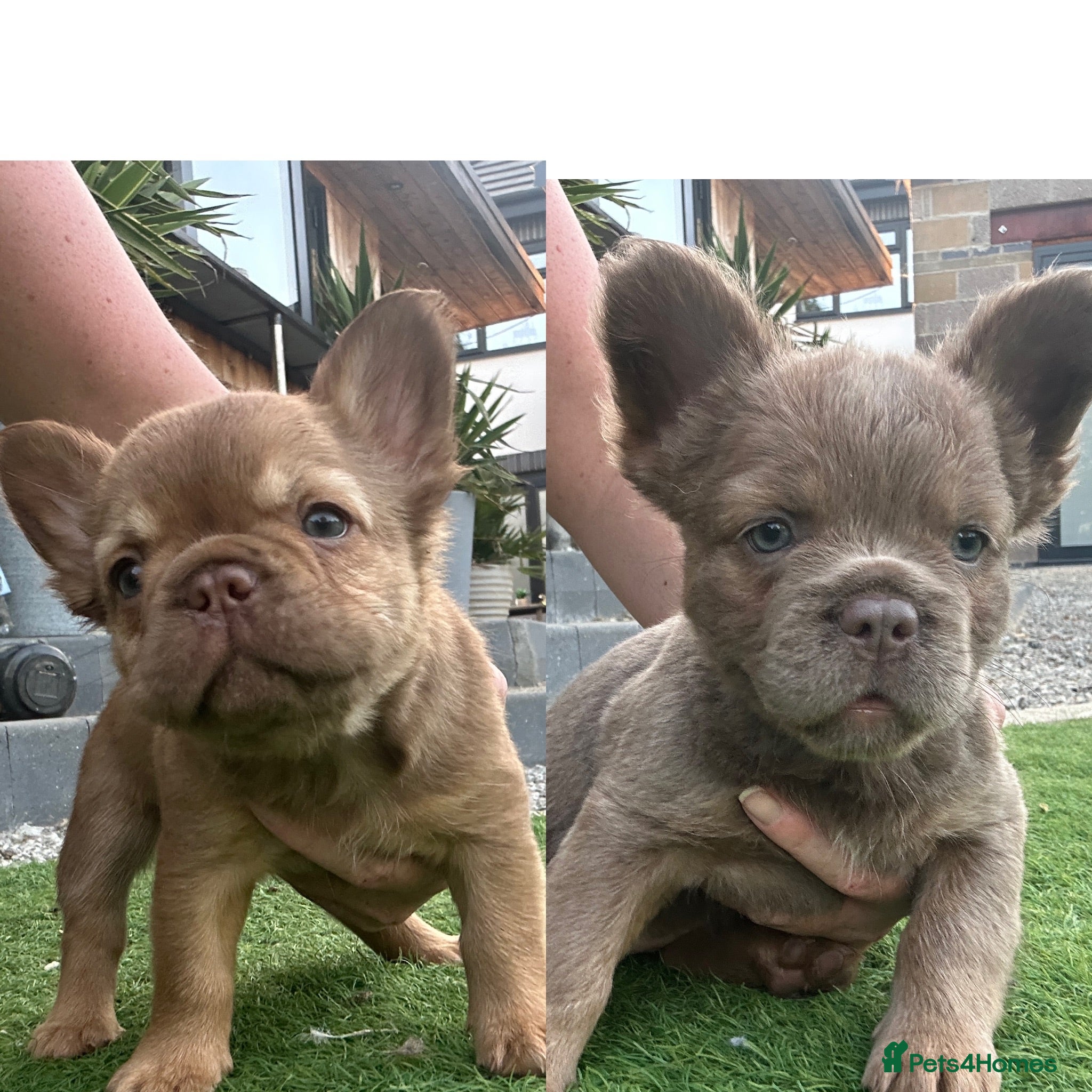 French Bulldog dogs Fluffy Frenchies  - Advert 1