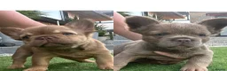 French Bulldog dogs for sale: Fluffy Frenchies 2 girls ready - Advert 9