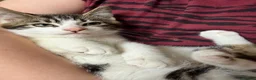 Mixed Breed cats for sale: Kevin - Advert 4