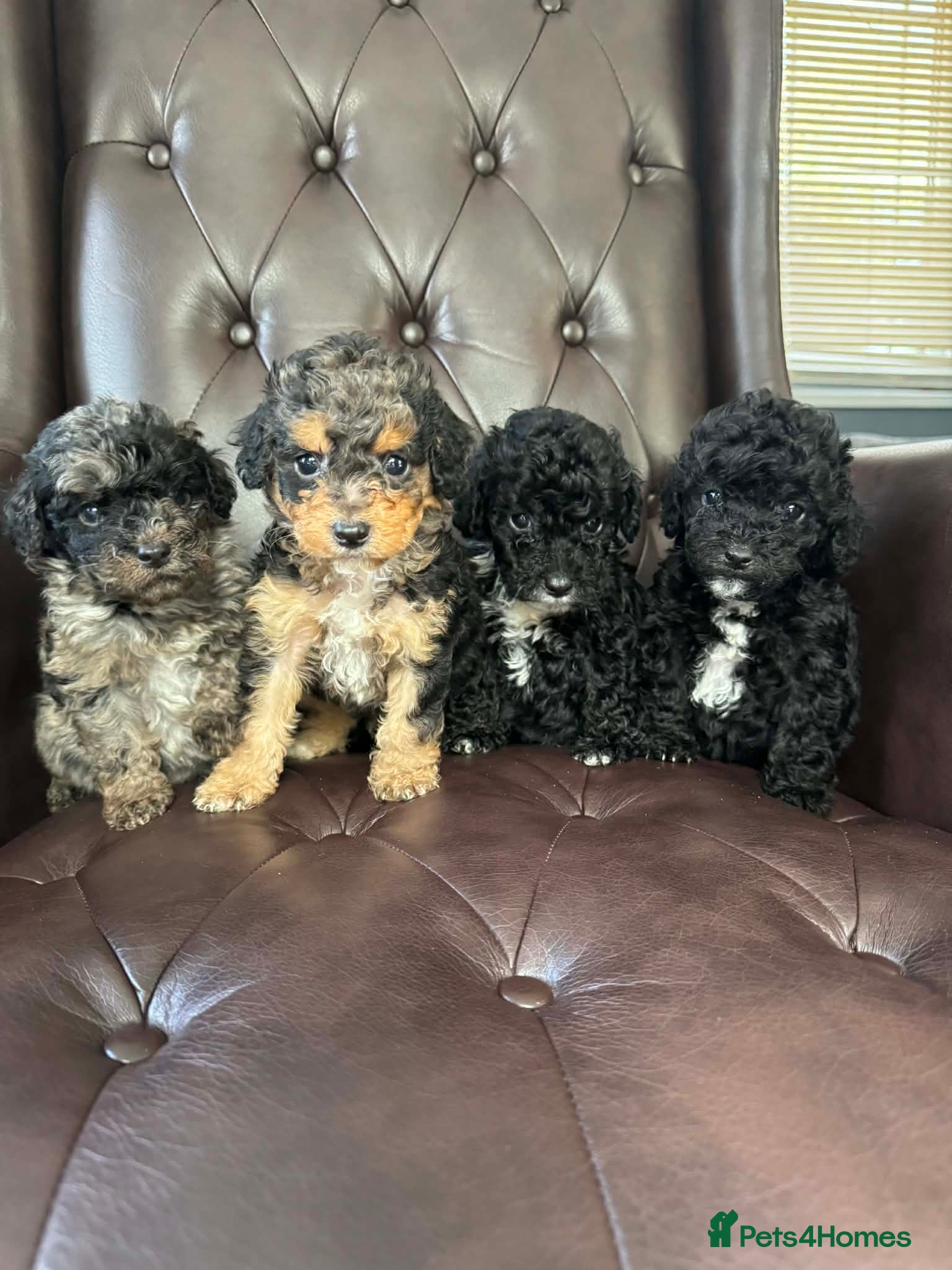 Cavapoo dogs F1b toy cavapoos - Advert 17